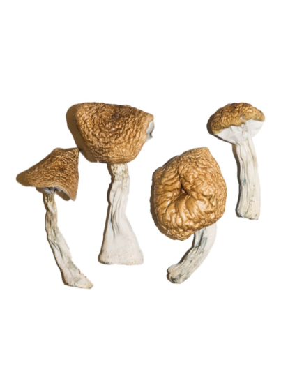 Buy Burmese Magic Mushrooms